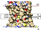 (A) Surface of β2-adrenergic receptor 